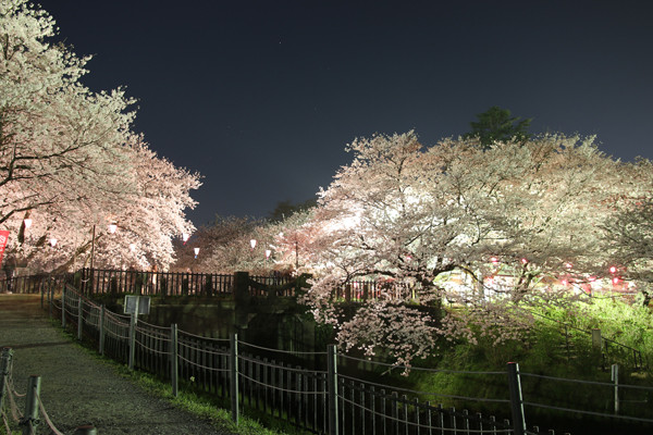 幸手権現堂 夜桜20150331-2