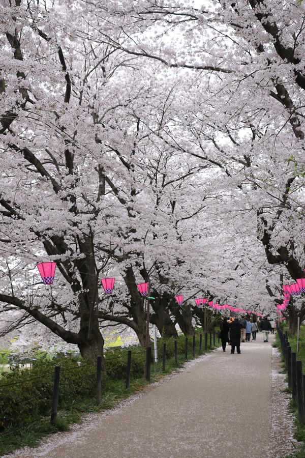 幸手権現堂 桜20150404-2