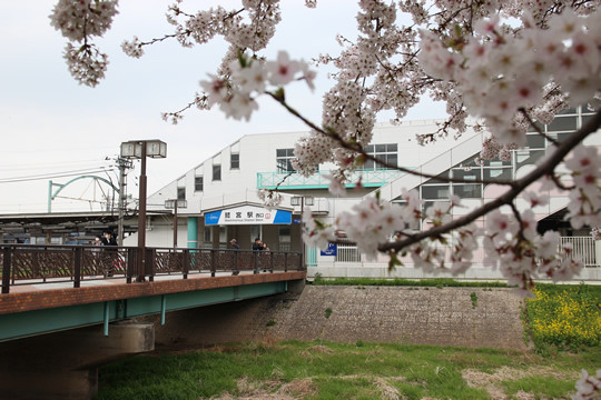 東武鷲宮駅西口の桜 2013年4月1日
