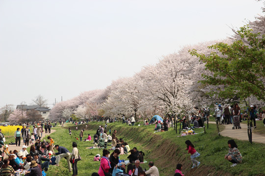 幸手権現堂の花見客と桜 4月1日