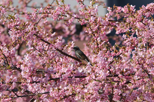 鷲宮青毛掘りの河津桜と野鳥