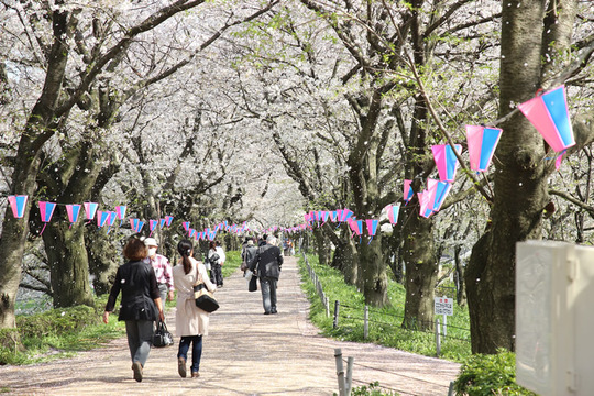 幸手権現堂の桜吹雪 4月4日