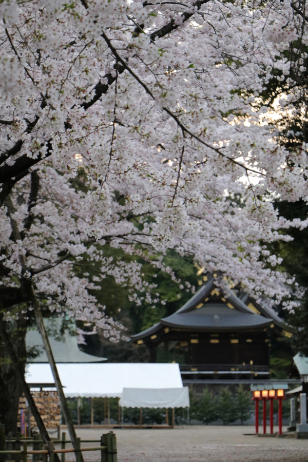 鷲宮の桜20160406-1