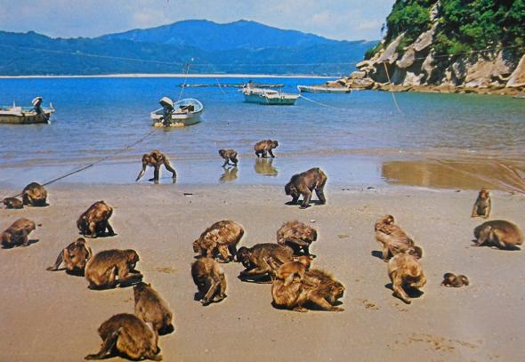 幸島の猿 えさみブログ