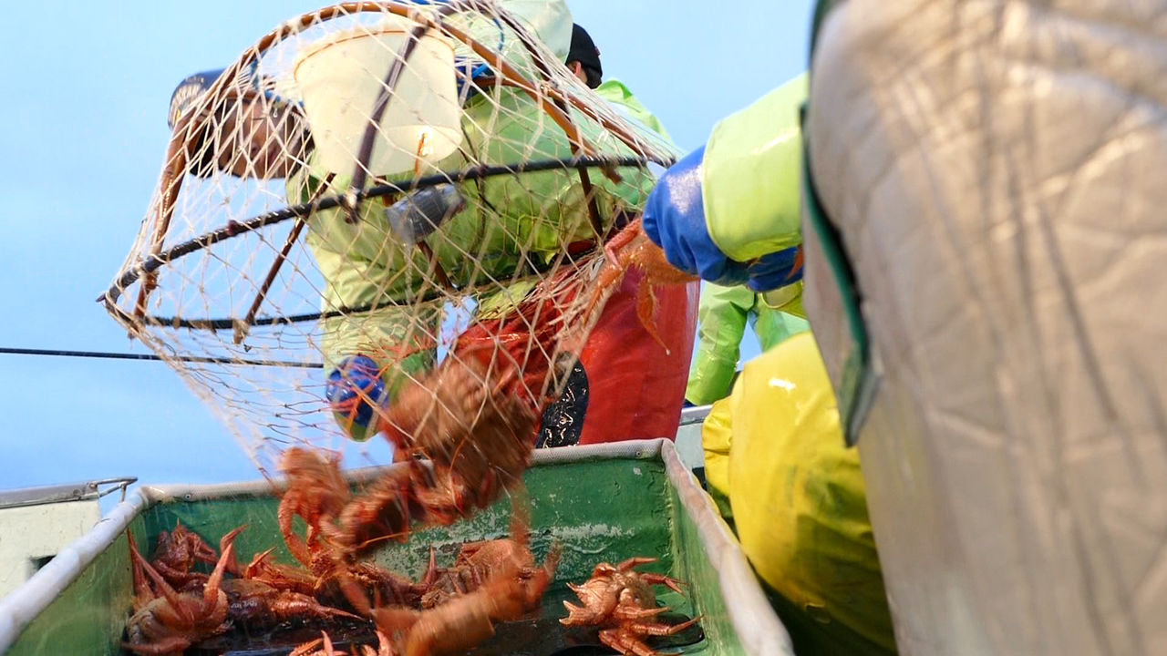 毛ガニ蟹カゴ漁日本一 枝幸町 枝幸町地域おこし協力隊