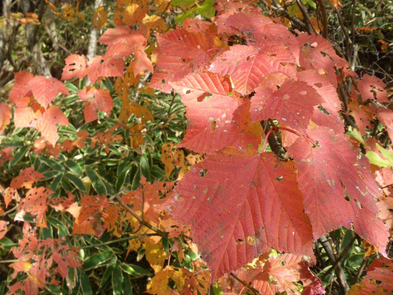 紅葉とクサギの実 遠くのお山に行きたいな 紅葉とクサギの実 遠くのお山に行きたいな