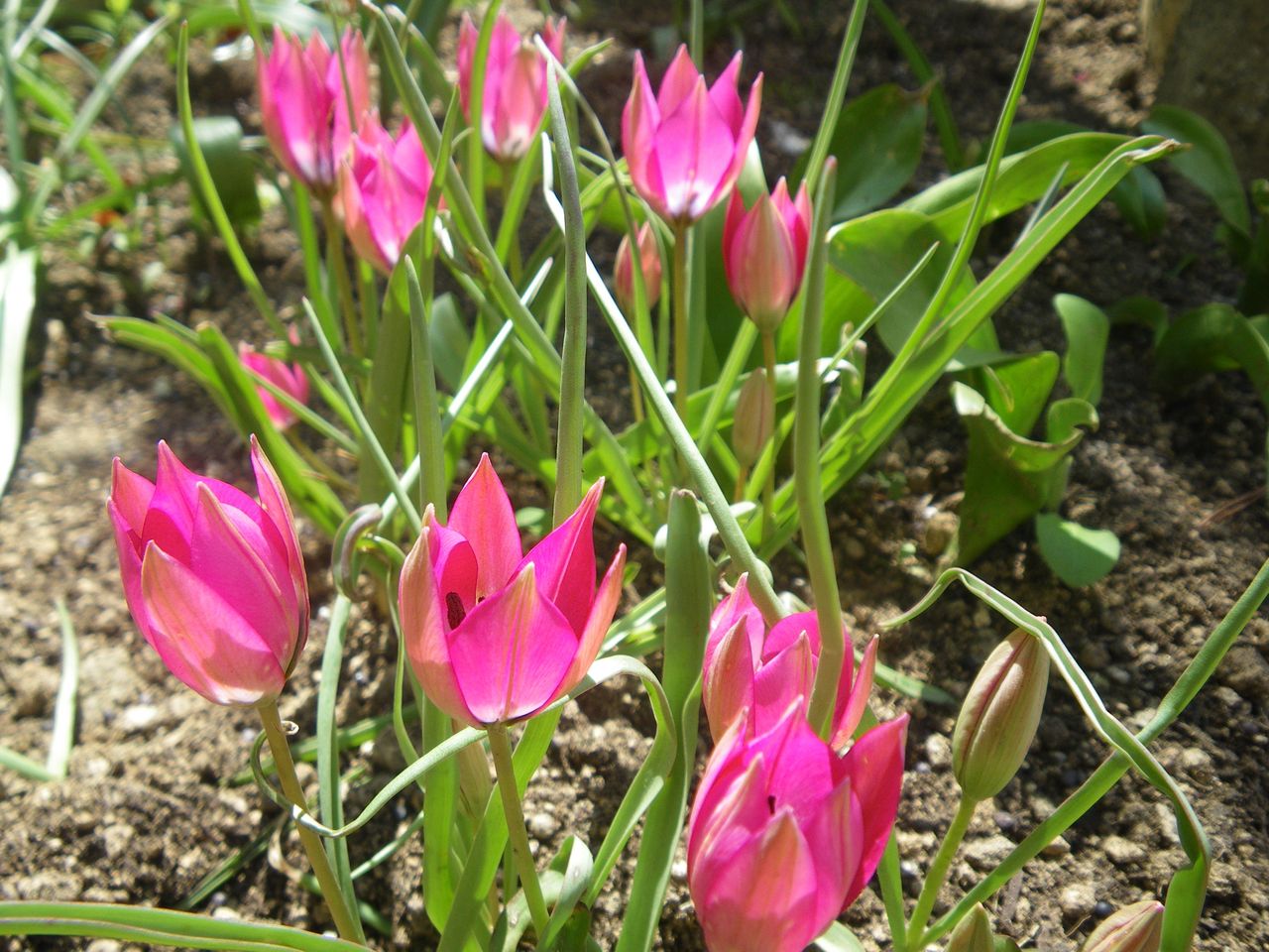 チューリップの花 遠くのお山に行きたいな