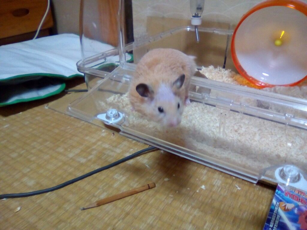激しくハゲる エスカルランド