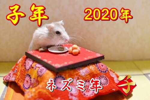 ano-rato (2)