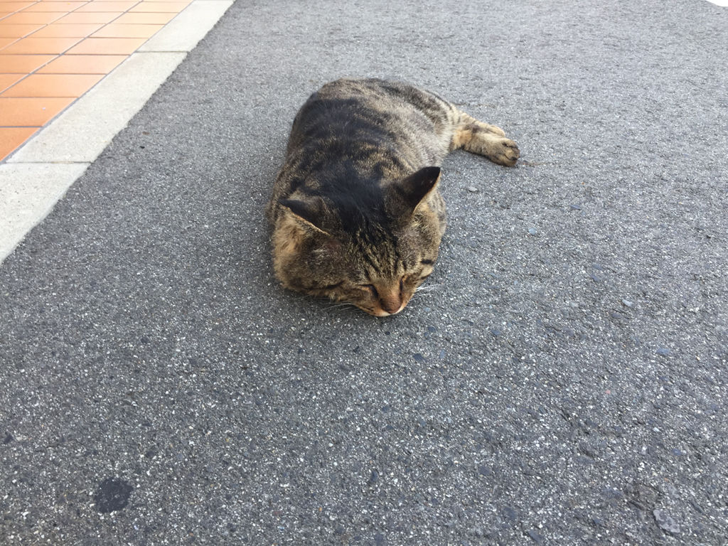 ふてくされた猫 似非管理者の寂しい夜