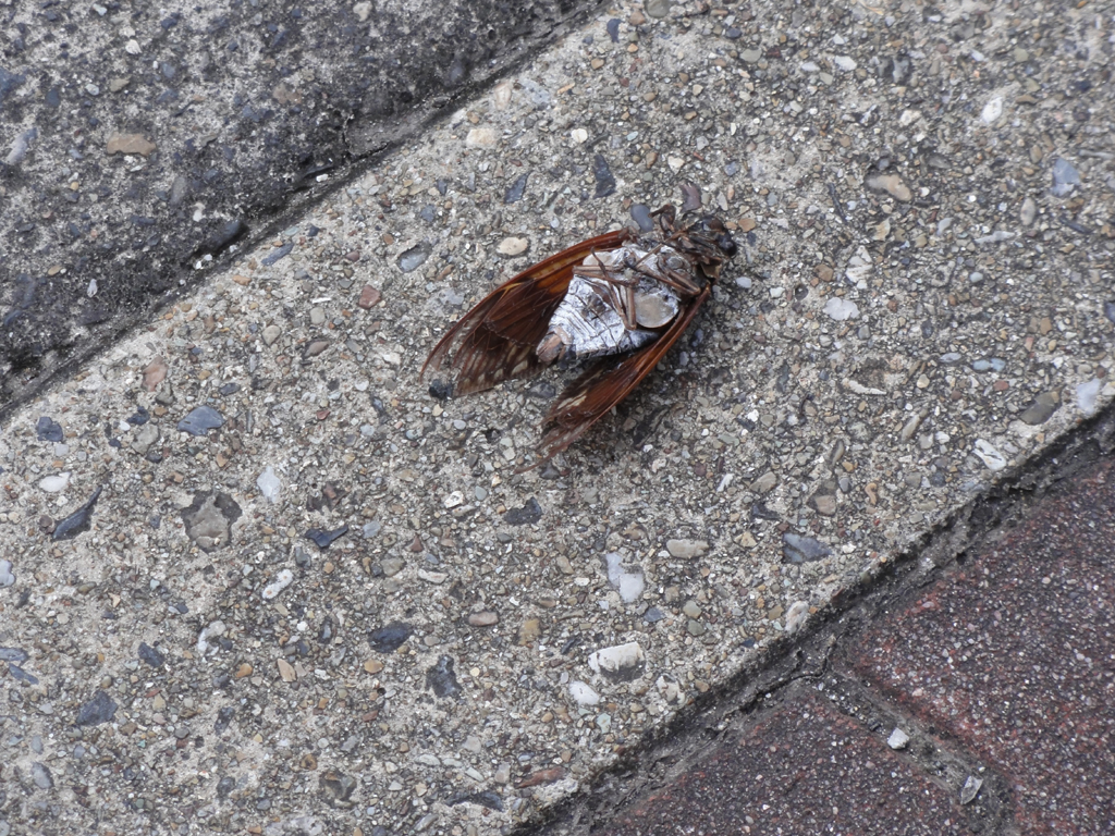 道に転がる蝉 似非管理者の寂しい夜