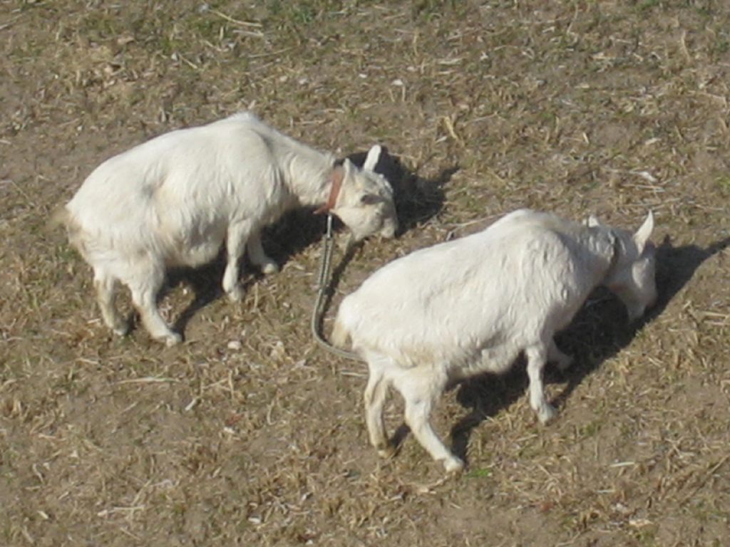 ヤギは 山羊 と書きます 似非管理者の寂しい夜