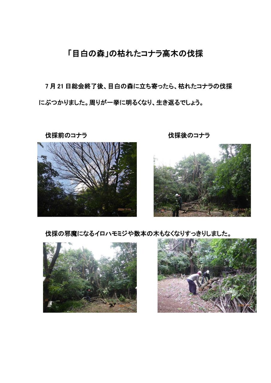 目白の森では 豊島みどりの会10 目白の森では 豊島みどりの会10