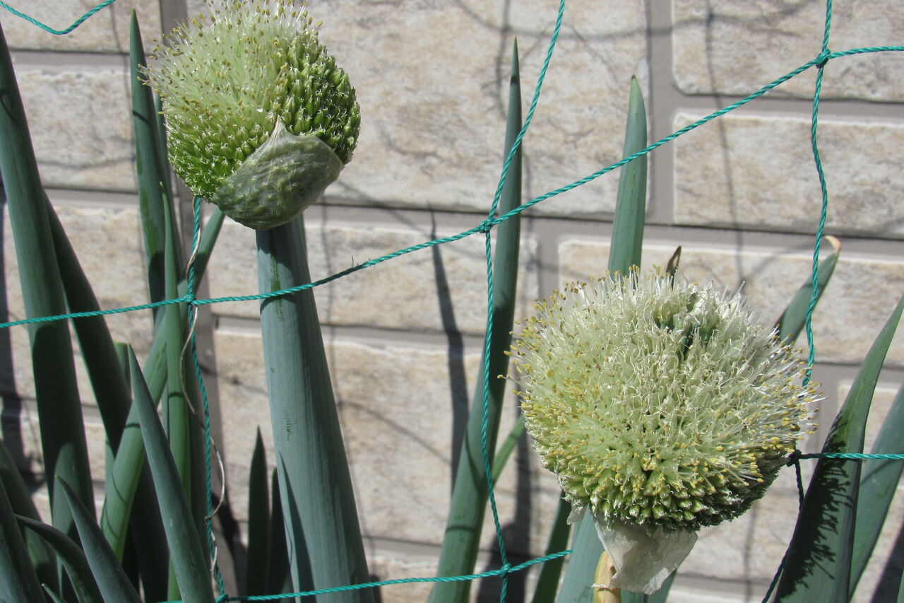 エコバカ農園のネギと愛犬ジャム エコバカ日記２