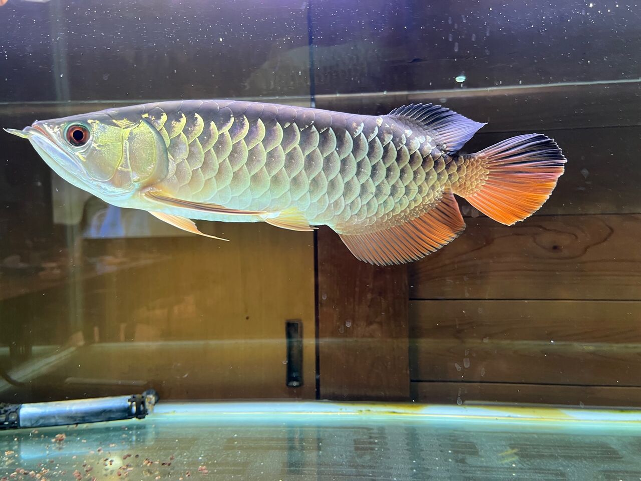シルバーアロワナ お話中 シルバーアロワナ 40cm以上