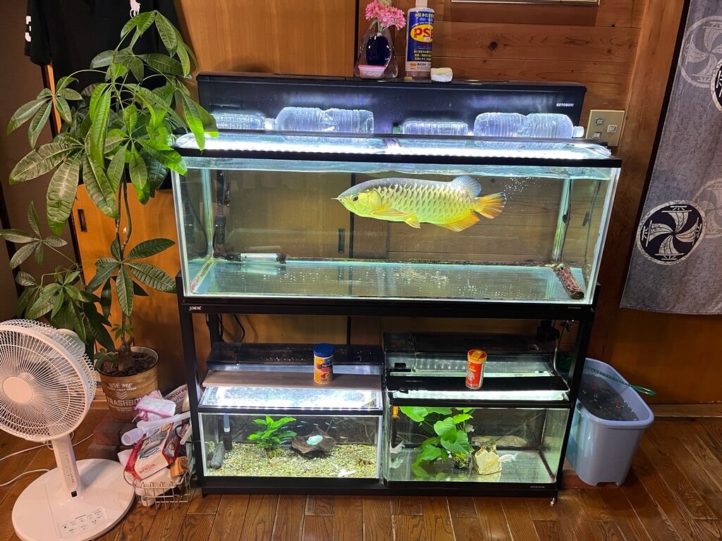 熱帯魚水槽に水草 : エコバカ日記2