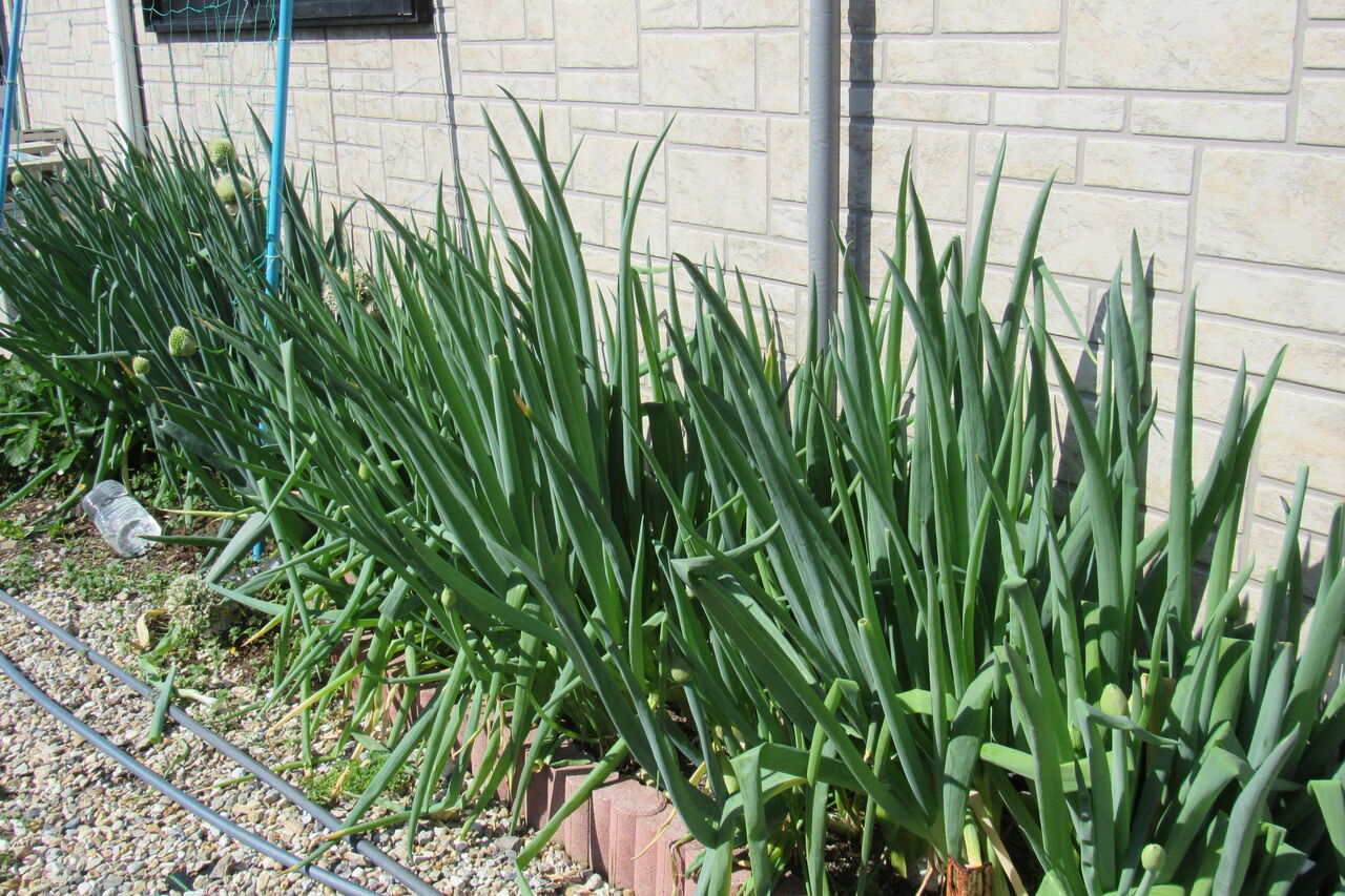 エコバカ農園のネギと愛犬ジャム エコバカ日記２