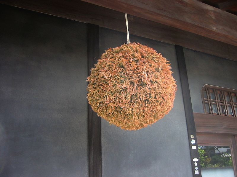 地面から杉玉 エコバカ日記2