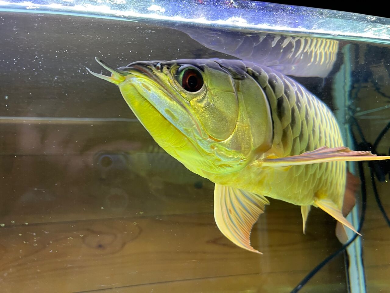 アロワナを飼っていた大きい水槽 アロワナを飼っていた大きい水槽