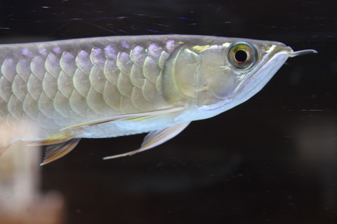 アジアアロワナ・紅尾金龍 : エコバカ日記2