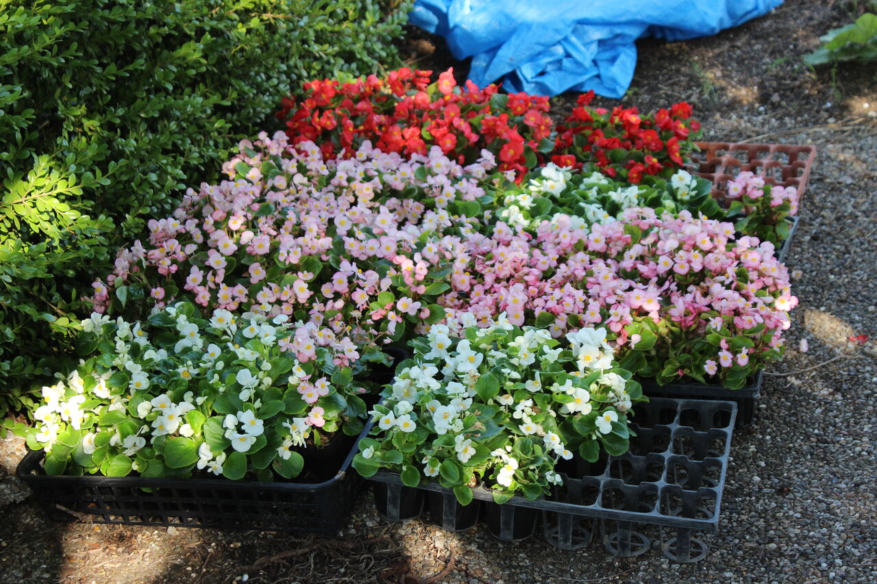 ポケットパークで花咲かじいさん エコバカ日記２