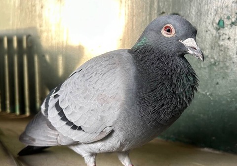 20260426鳩2