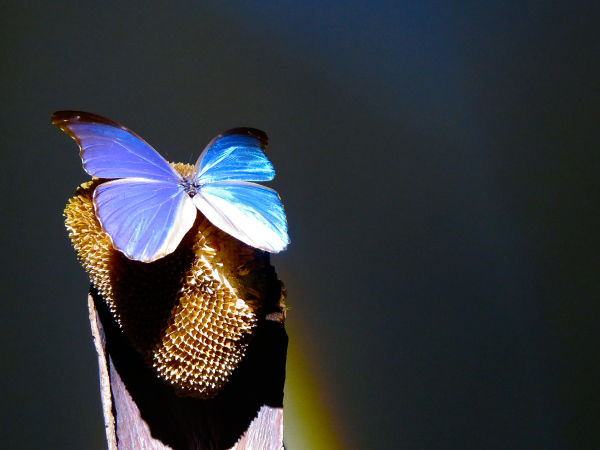 IMG_2854_2s