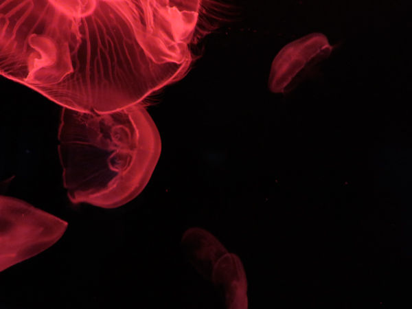 IMG_7912s
