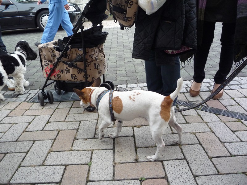 いくえみさんちの白い犬 Journal De L Espace いくえみさんちの白い犬 Journal De L Espace