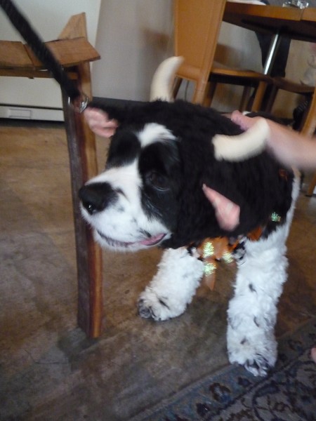 いくえみさんちの白い犬 Journal De L Espace いくえみさんちの白い犬 Journal De L Espace