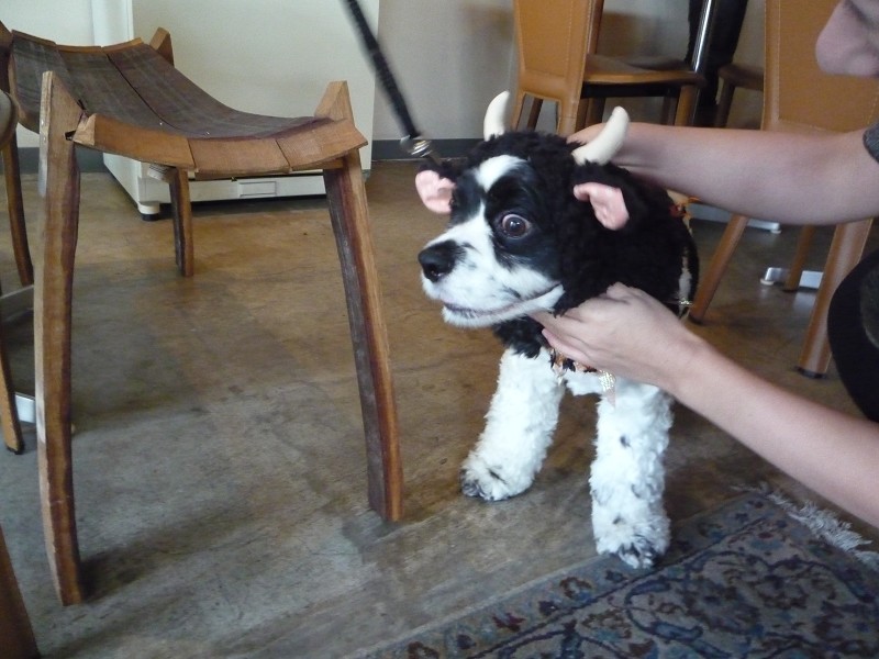 いくえみさんちの白い犬 Journal De L Espace いくえみさんちの白い犬 Journal De L Espace