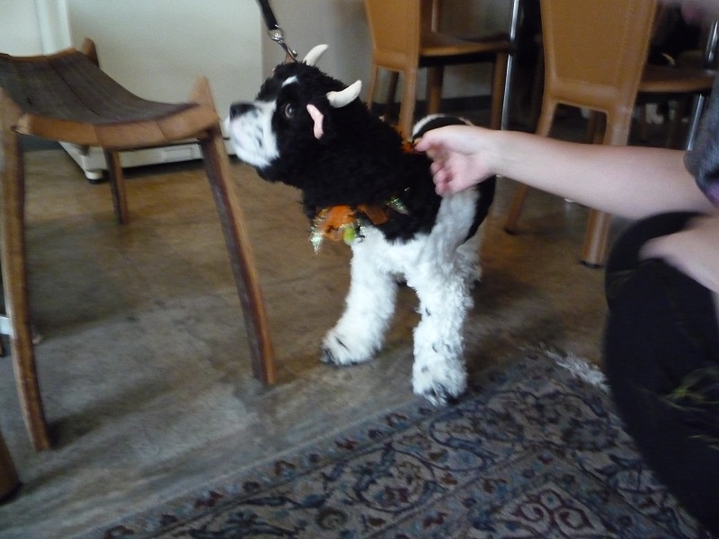 いくえみさんちの白い犬 Journal De L Espace いくえみさんちの白い犬 Journal De L Espace