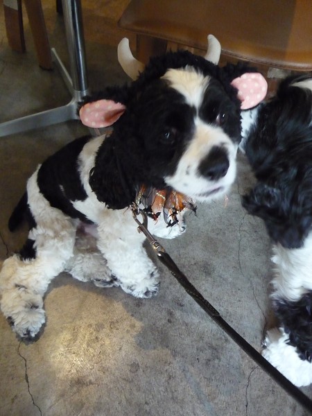 いくえみさんちの白い犬 Journal De L Espace いくえみさんちの白い犬 Journal De L Espace
