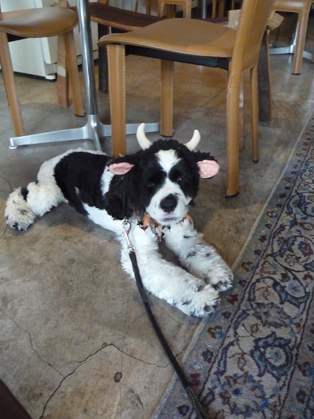 いくえみさんちの白い犬 Journal De L Espace いくえみさんちの白い犬 Journal De L Espace