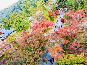 南禅寺紅葉1