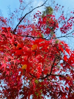 南禅寺紅葉3