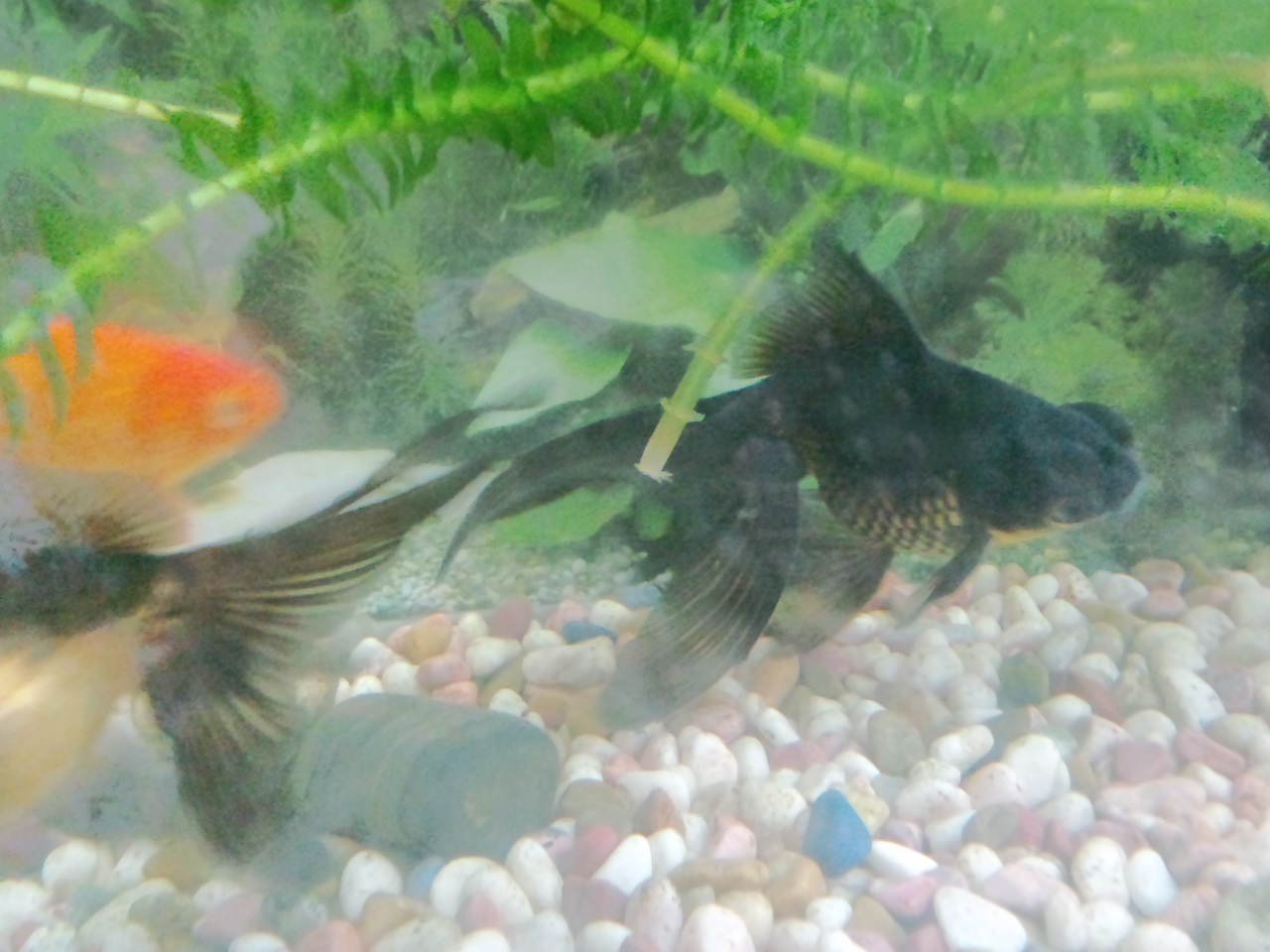 黒出目金が赤出目金に 芦屋の不動産屋ブログ 芦屋walker