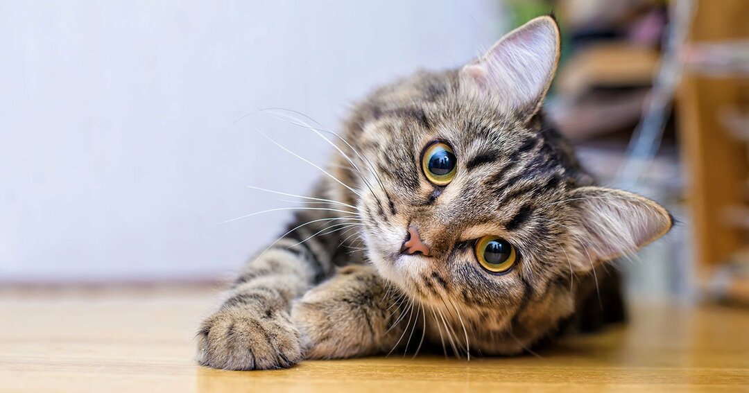 朗報 トルコで子猫5匹を食べた日本人さん とんでもない事を言ってしまう 芸能ニュースまとめサイト 朗報 トルコで子猫5匹を食べた日本人さん とんでもない事を言ってしまう 芸能ニュースまとめサイト