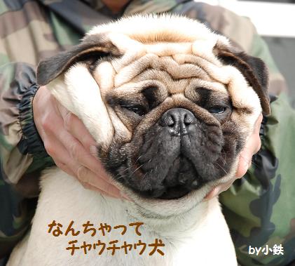 いつもかたわらに七パグ 置物になった小鉄 いつもかたわらに七パグ 置物になった小鉄
