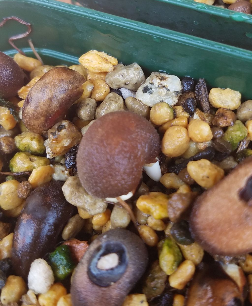 Eternalplantsのblog