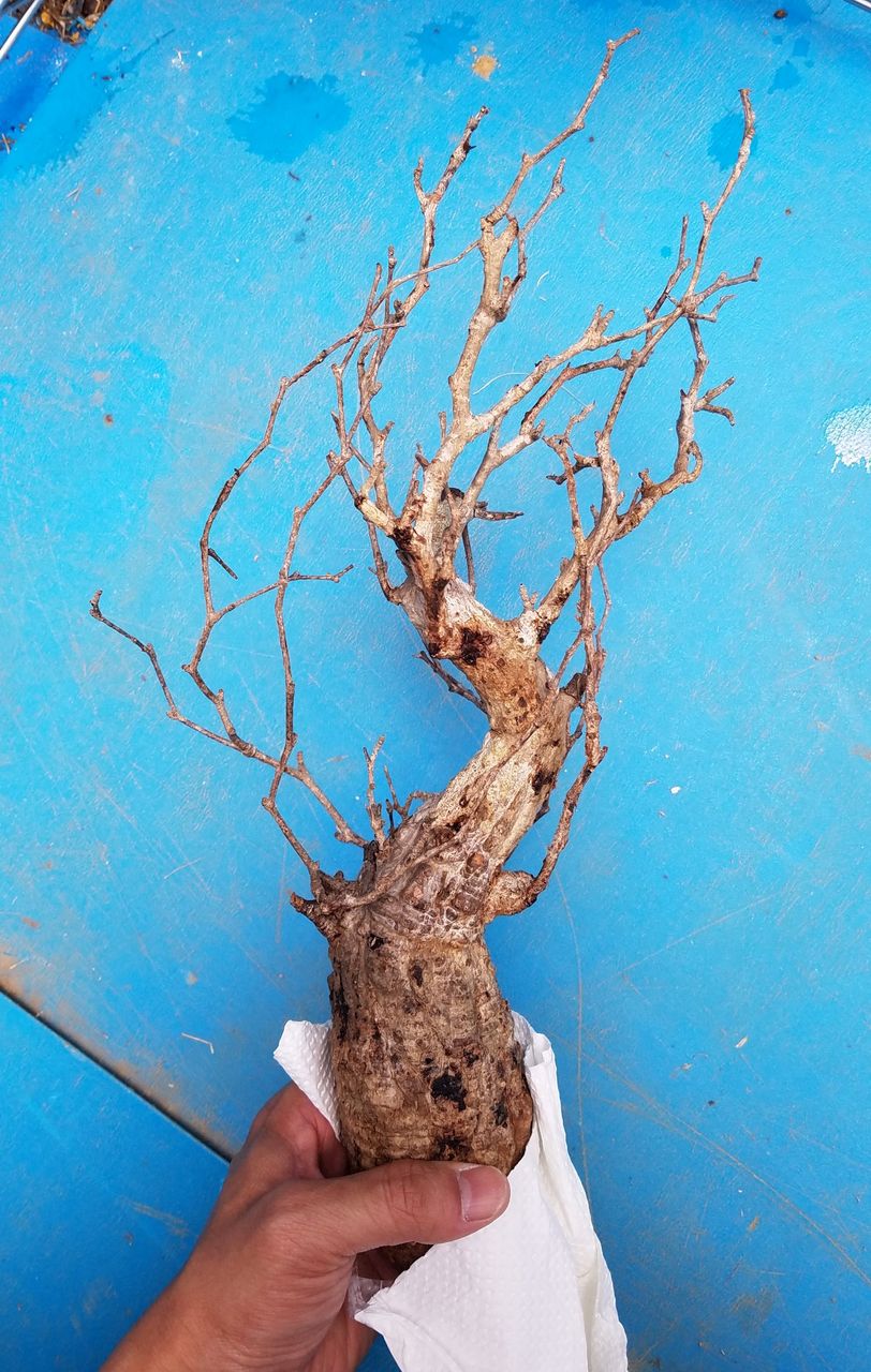 残念すぎる オペルクリカリア パキプス Eternalplantsのblog 残念すぎる オペルクリカリア パキプス Eternalplantsのblog