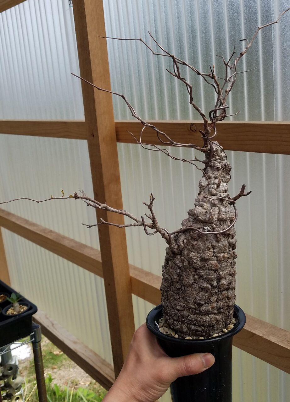 パキプス Eternalplantsのblog