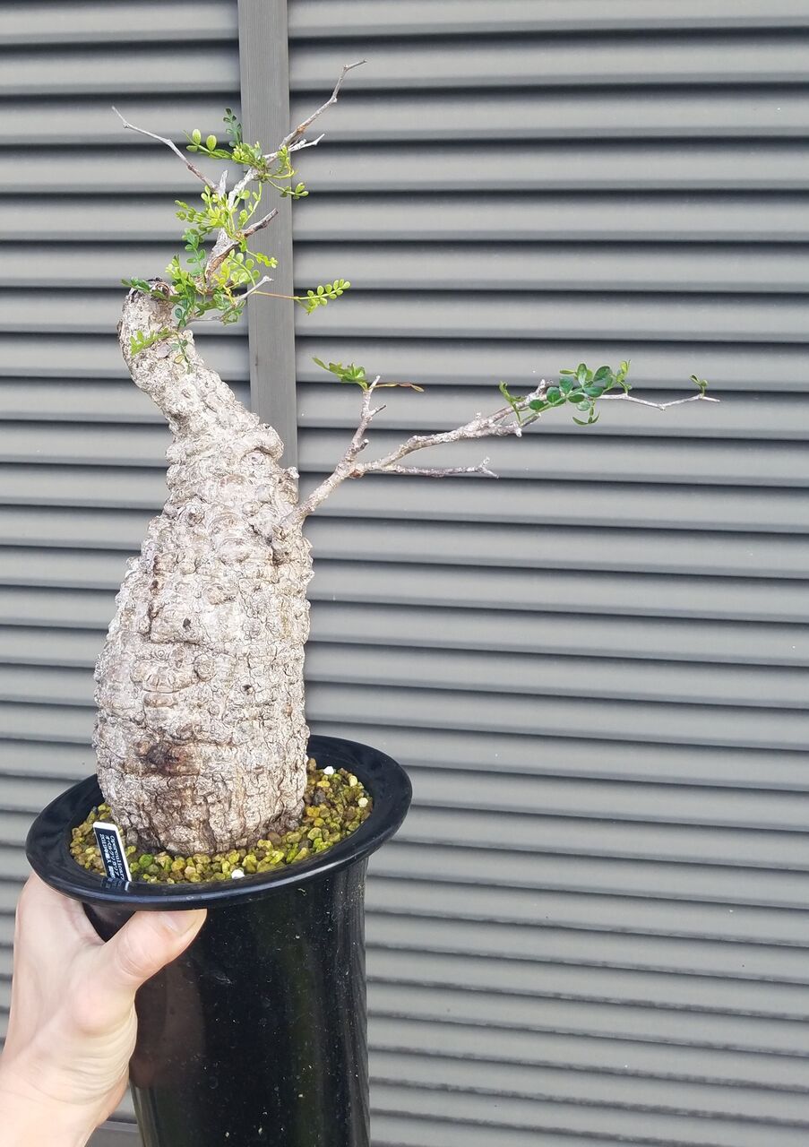 オペルクリカリア Eternalplantsのblog
