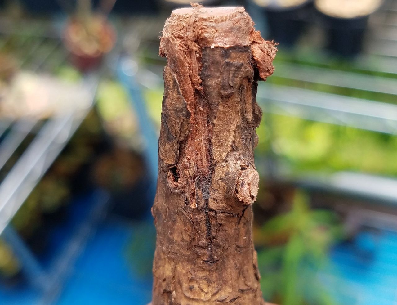 残念すぎる オペルクリカリア パキプス Eternalplantsのblog