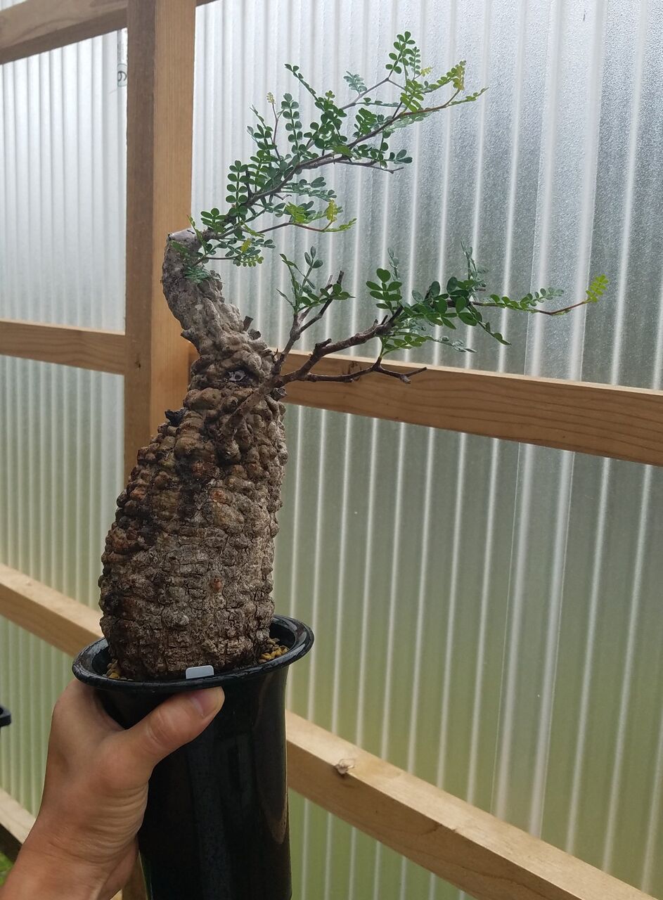 オペルクリカリア Eternalplantsのblog