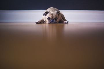 pug-1209129__480