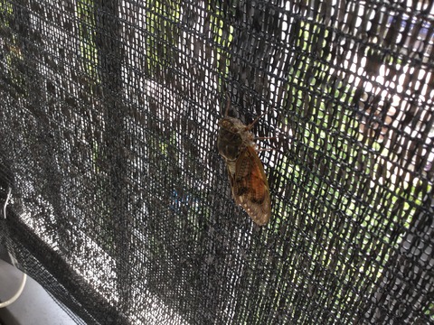 C81E9E29-AF11-4DF7-96B1-79D184E2375C