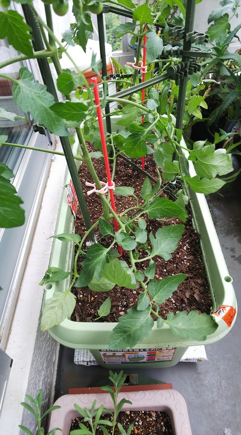 190703_ミニトマト2