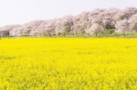 菜の花畑