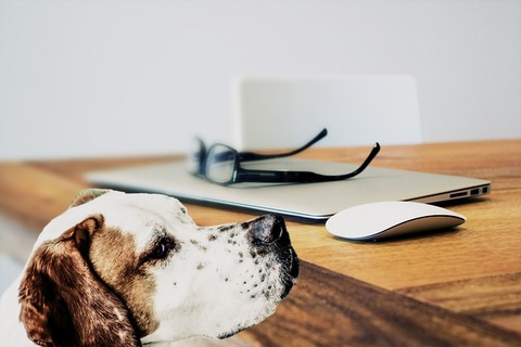 犬と机